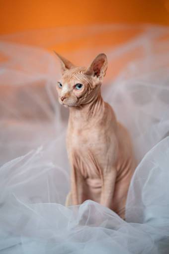 kitten feline cat;hairless domestic cat pets kitten animal cute