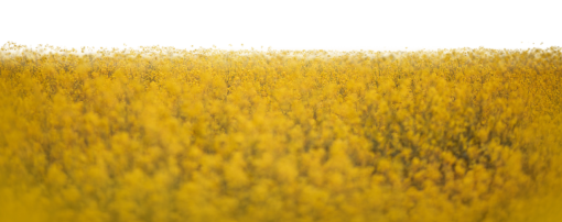 Flower field overlay png