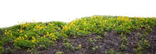 Wild Flowers field overlay png