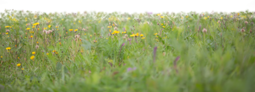 Wild Flowers field overlay png