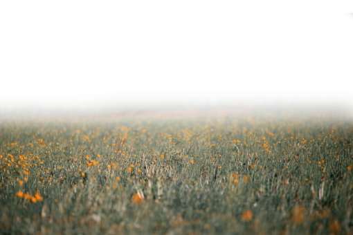 Wild Flowers field overlay png