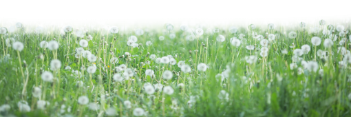 dandelion Wild Flowers field overlay png
