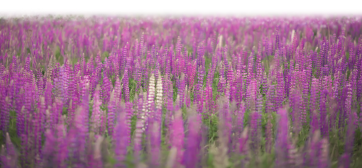 violet Lavander field Overlay Png