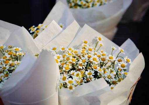 primavera naturaleza flor flores amarillo pétalo frescura primer plano