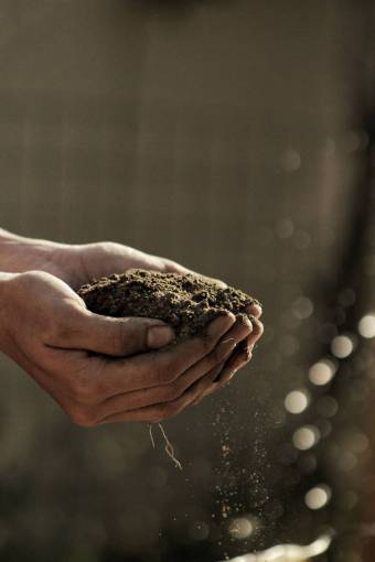 growth one person male hands;holding;compost close-up human hand holding men nature
