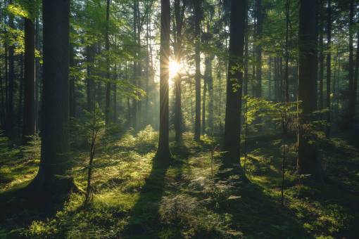 fondos de pantalla hd Serena escena forestal con luz solar filtrándose a través de los árboles