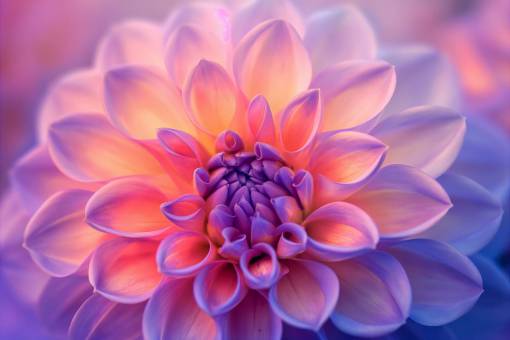 hd-wallpapers Striking close-up of a blooming flower in full bloom