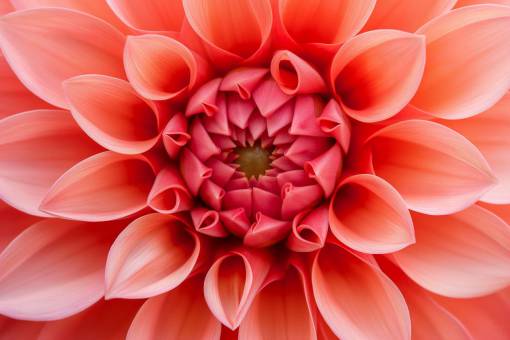 hd-wallpapers Striking close-up of a blooming flower in full bloom