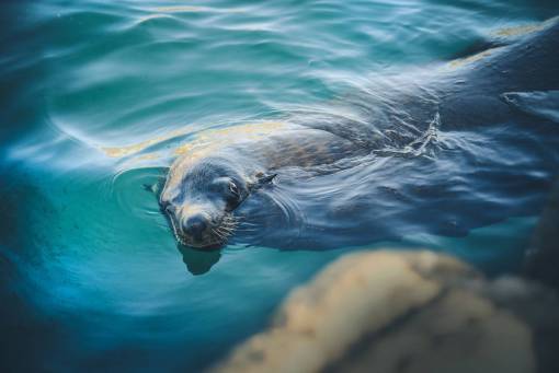 ripple animals  seal  swim  water  ripples  underwater  submerged