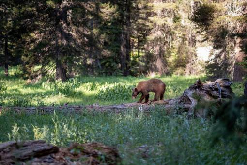medio ambiente oso bosque árbol animal naturaleza fauna silvestre prado