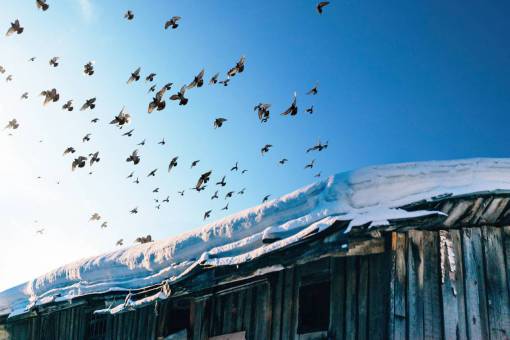 pluma pájaro pico pluma animal mosca nieve invierno
