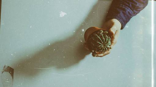 cactus Cactus  plant  thorn  green  nature  pot  table