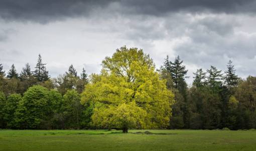 playground cloud  sky  tree  plant  nature  landscape  green