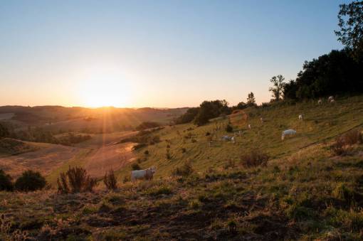 fields-trees cows  animals  fields  sunset  farming  country  rural