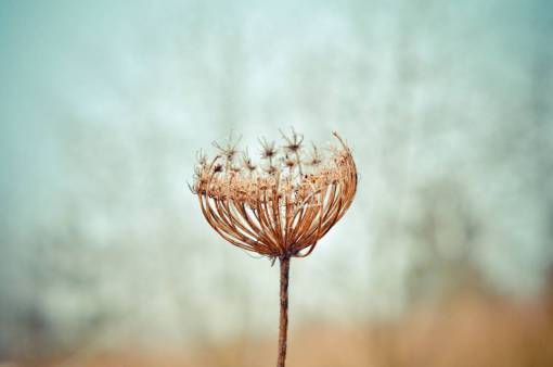 stem-cell dandelion  flower  plant  nature  stem  blur  outdoor
