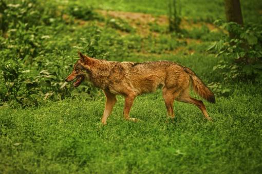 german-language dog  animal  german sheperd  mammal  pet  green  grass