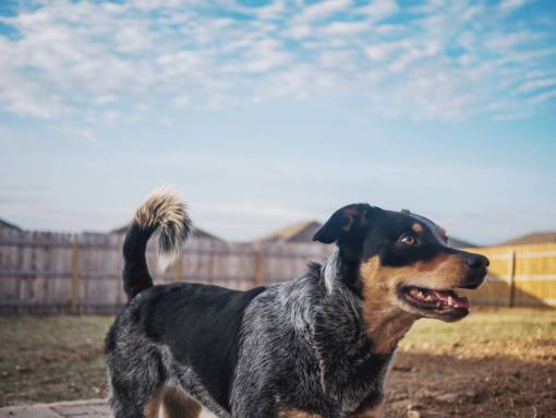 heels dog  puppy  blue heeler  backyard  sky  fence  happy
