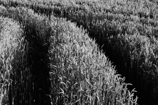 plantation-worker field  grass  crops  rice  plantation  black and white  monochrome
