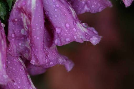 medio ambiente flor púrpura gotas de lluvia mojado macro primavera