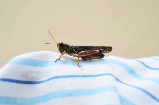 padre saltamontes grillo insectos naturaleza al aire libre tela