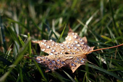 green  grass  nature  outdoor  wet  water  drops