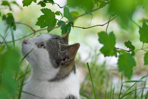 patio green  plant  backyard  nature  cat  pet  animal
