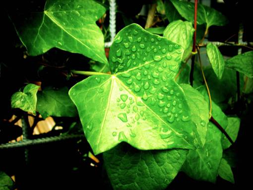 gota plantas de hiedra verde gotas de agua