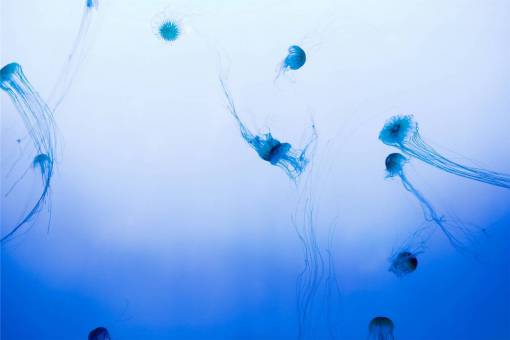 tentacles jellyfish  sea  water  tentacles

