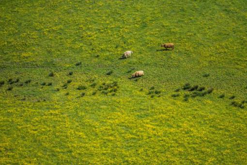 sheep landscape  highland  nature  green  grass  farm  livestock