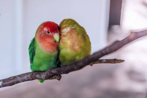parrot love  birds  branch  bokeh  animal  tree  parrots