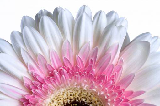 hd macro flor pétalos naturaleza aislado cerrar hermoso