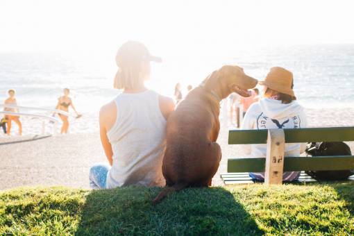 ave oceanica gente hombre mujer perro sol verano agua