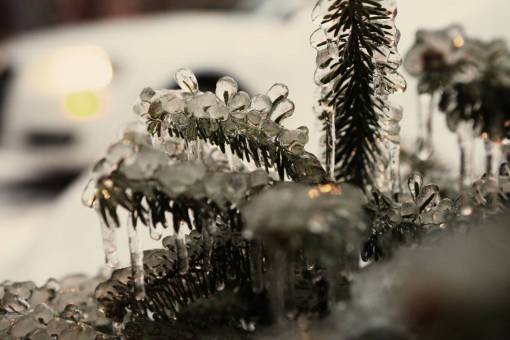 congelado agujas de pino hielo congelado gélido invierno frío