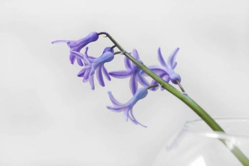 vase purple  flower  nature  glass  vase  interior

