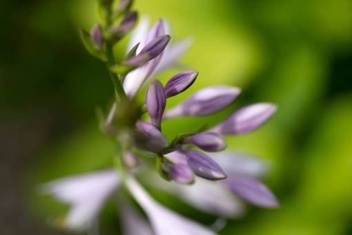 purple  flowers  macro  nature  natural  organic  petals