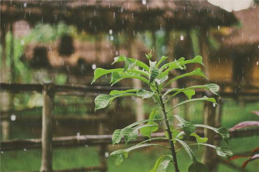rainy raining  rain drops  plants  leaves  wet
