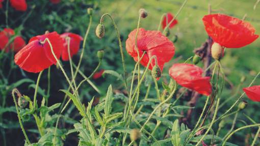 pop jardín de flores de amapolas rojas