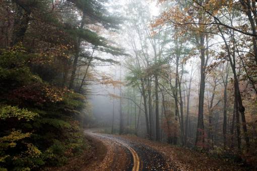 rural  road  countryside  forest  woods  trees  fall