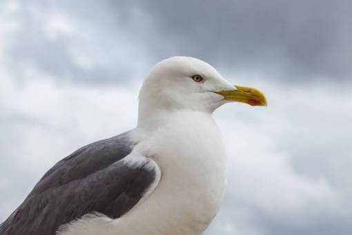 gaviota gaviota pájaro pico cielo