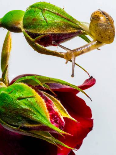 snail snail  slug  rose  flower
