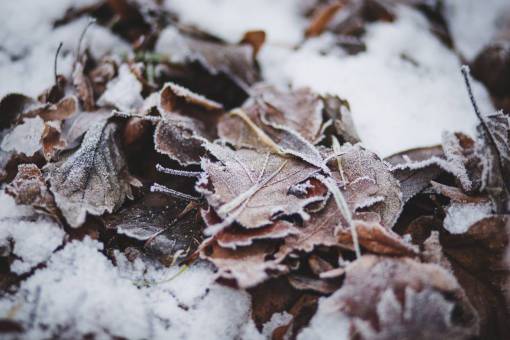 congelado nieve hielo frío congelado invierno hojas naturaleza