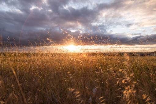 rayo de sol puesta de sol rayos de sol campos cultivos plantas nubes cielo