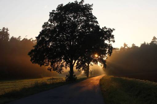 trees  grass  farm  field  plant  landscape  nature