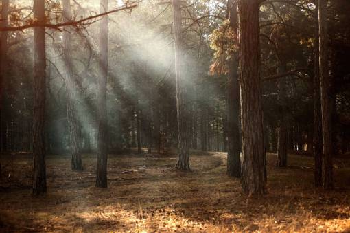 árboles planta bosque niebla sol luz del sol amanecer