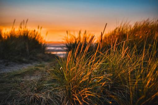track wildflower  beach  sunset  grass  sun  red  blue