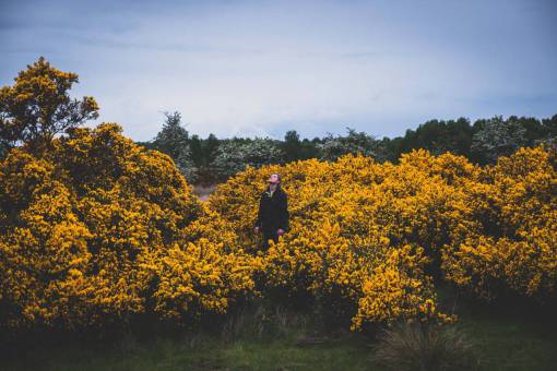 yellow  flower  plants  outdoor  farm  field  trees