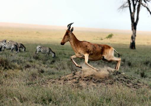fauna silvestre cebra fauna animal naturaleza verde hierba hojas