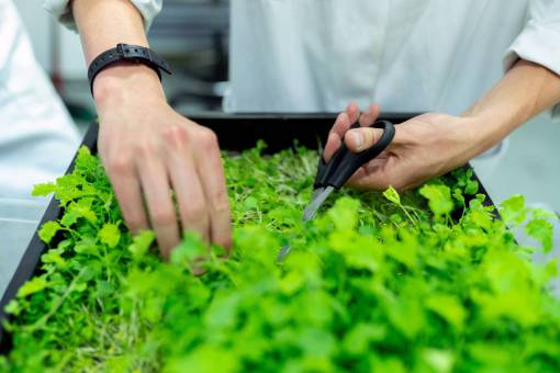escritorio Cultivo de plantas de interior