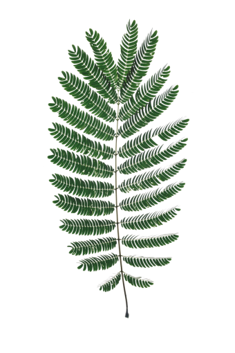 12-years-old  leaf nature Troplical Leaves overlay png illustration plant