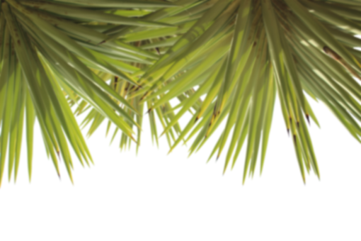 palm-trees  overlay leaf backgrounds palm tree nature png Troplical Leaves